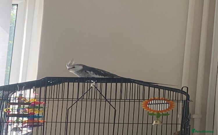 Cockatiels birds - Advert 1