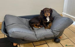 Cocker Spaniel dogs for sale: Puppy for sale (Nala) - Image 2