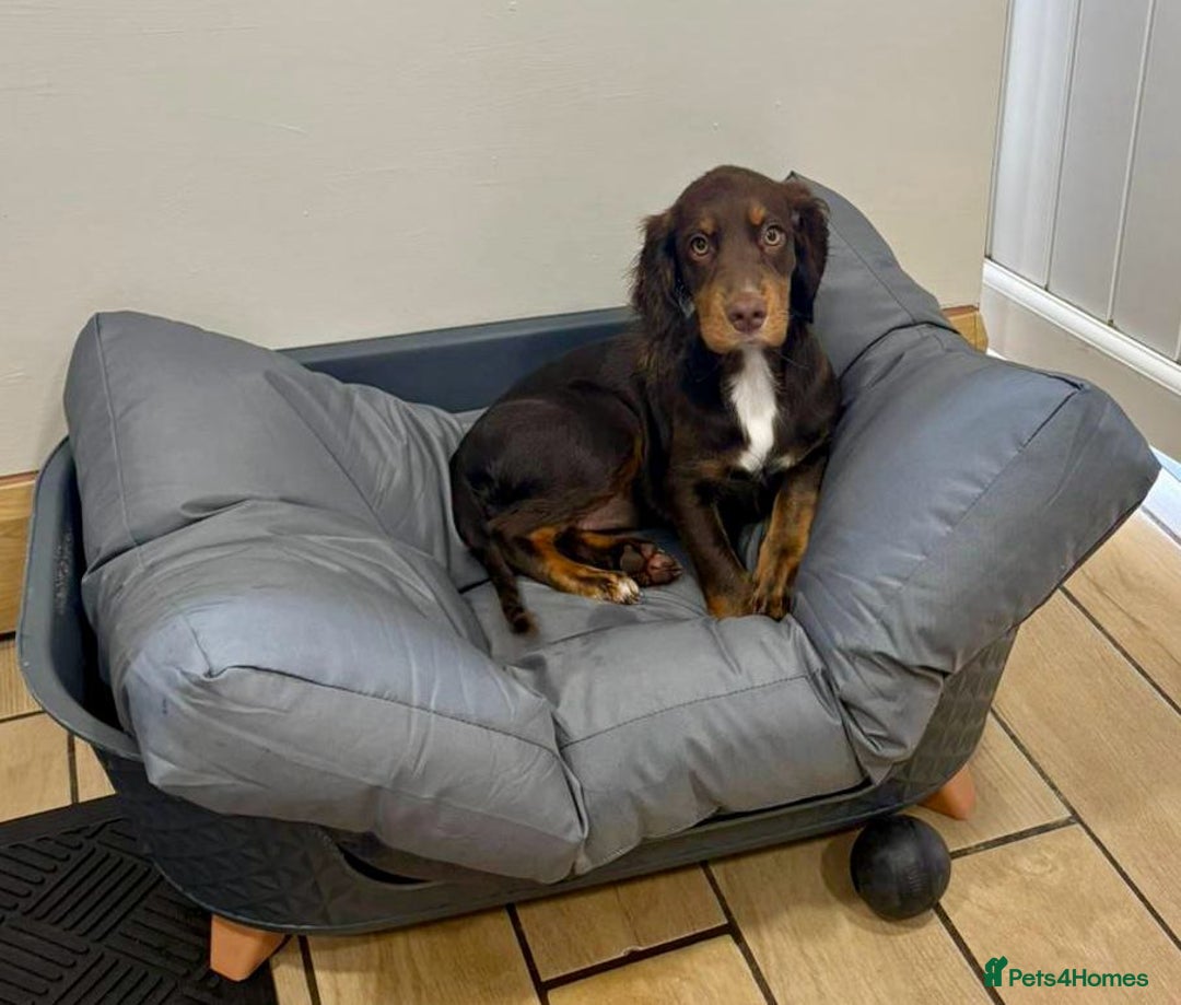 Cocker Spaniel dogs for sale: Puppy for sale (Nala) - Image 2