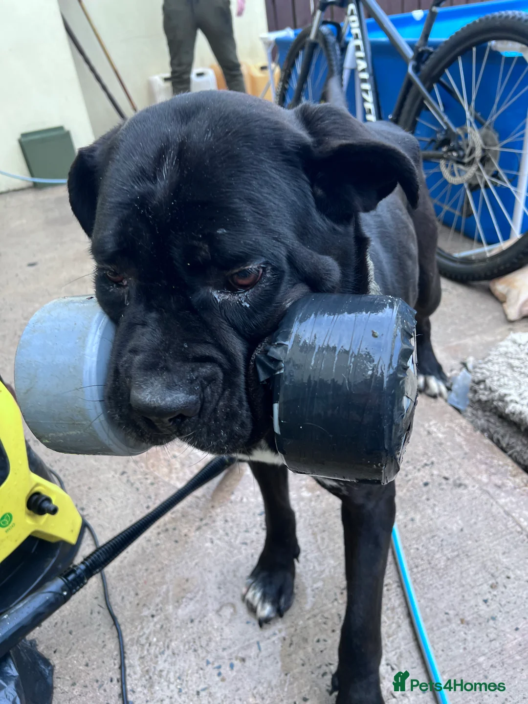 Gallery Image {{count}}