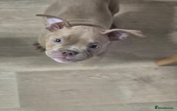 American Bully dogs for sale: Champagne, Chocolate, Merle Micro Pocket Bullys  in Wilmslow - Image 4