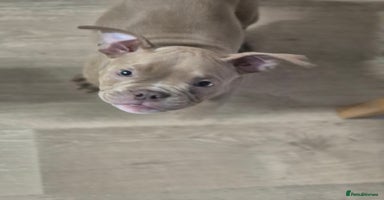 American Bully dogs in Wilmslow - Advert 7