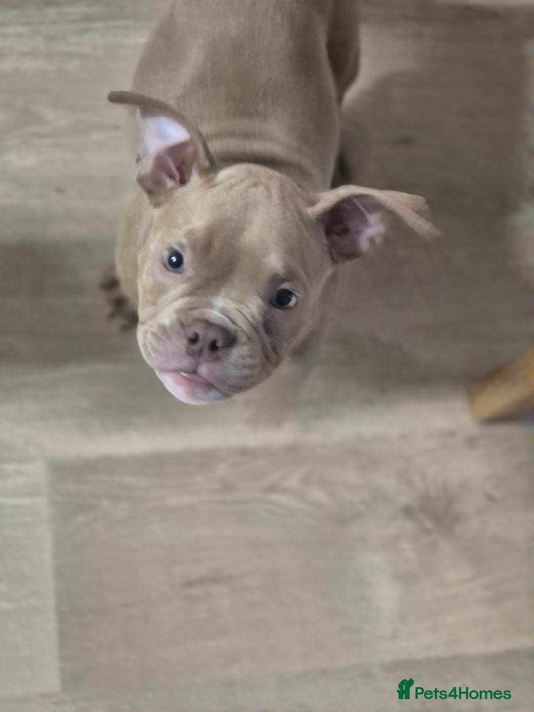 American Bully dogs for sale: Champagne, Chocolate, Merle Micro Pocket Bullys  in Wilmslow - Image 4
