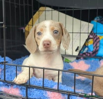 Miniature Dachshund dogs - Advert 3