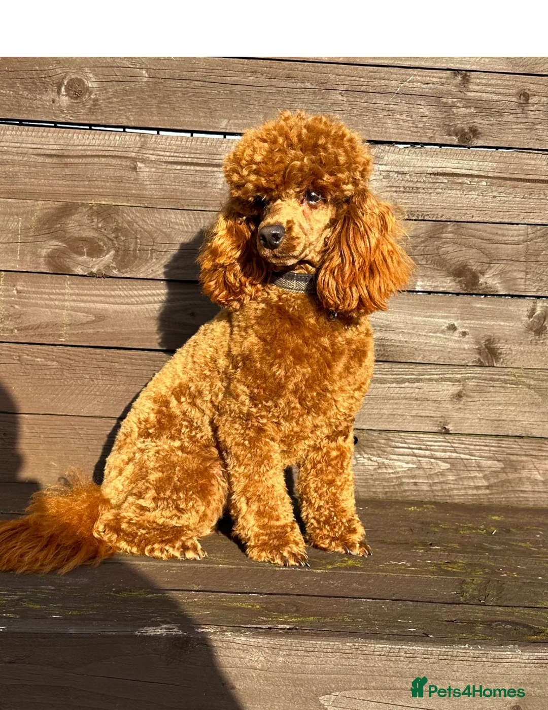 Toy Poodle dogs for stud: Stunning kc reg health tested Toy poodle stud  in Cleckheaton - Advert 2