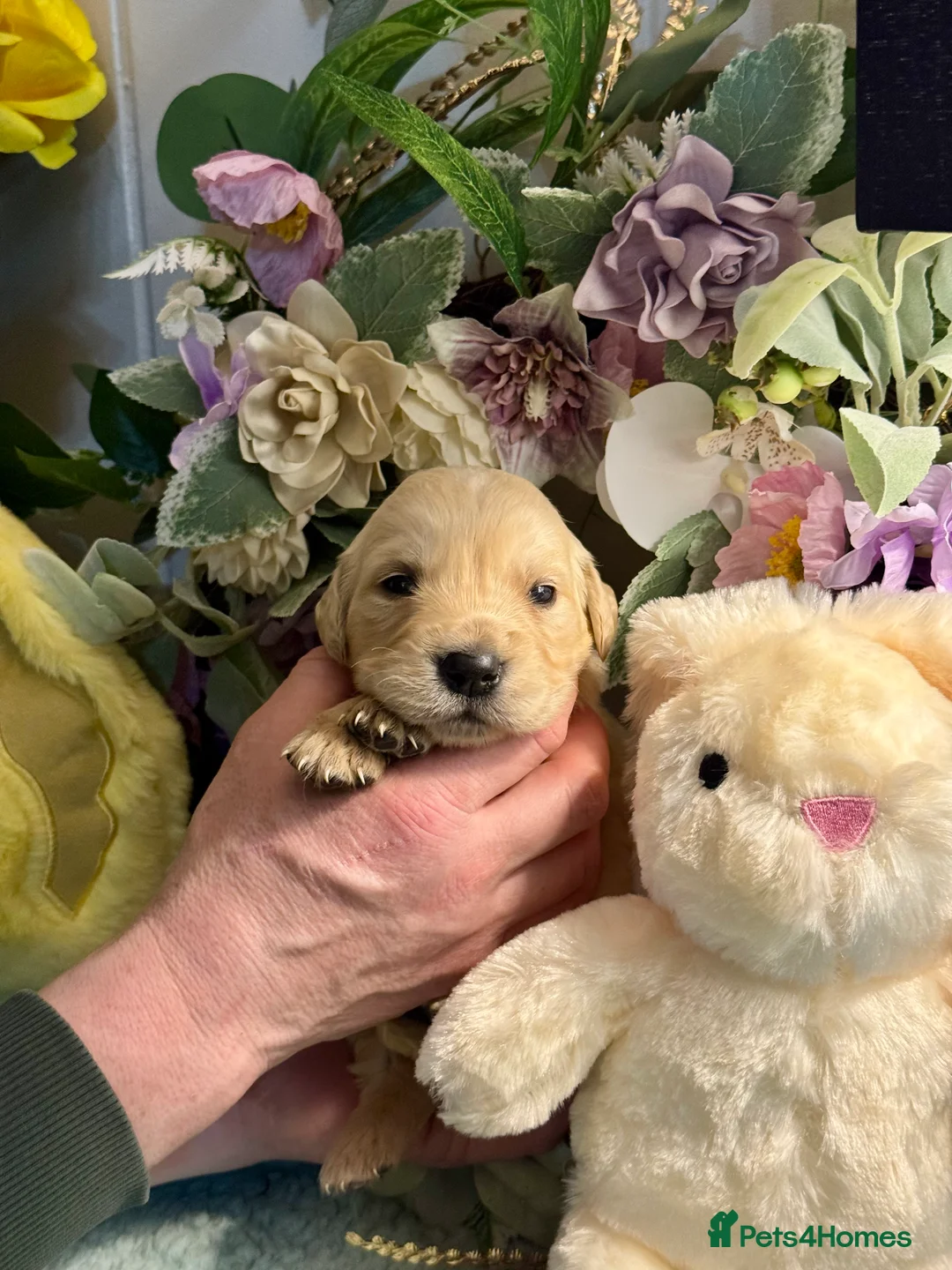 Golden Retriever dogs for sale: 9 gorgeous kc reg golden retriever puppies  - Advert 10