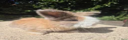 Angora rabbits for sale: 🩷 FULL FACE ANGORA BABIES- PARENTS FROM🇫🇷 - Advert 3