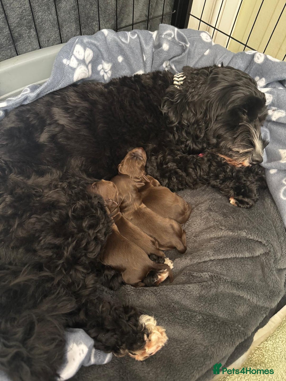 Cockapoo dogs for sale: 🍫🐶1 Female Pup Left-F1b Chocolate Cockapoo🐶🍫  - Advert 11