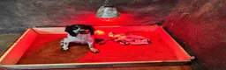 English Springer Spaniel dogs for sale: Springer Spaniels - Advert 5