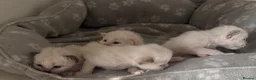 Birman cats for sale: Adorable GCCF registered Birman kittens - Advert 6