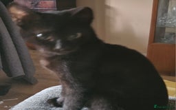 Bombay cats for sale: 2 bombay kittens for sale in Batley - Image 13