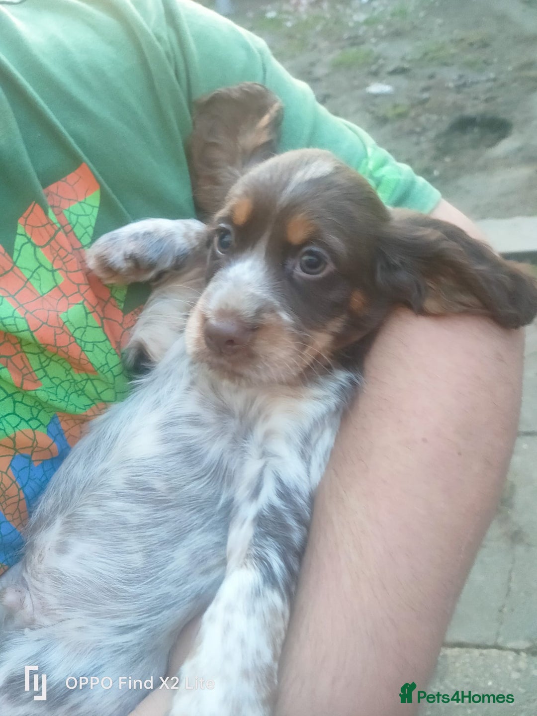 Cocker Spaniel dogs for sale: Working Cocker Spaniel Puppies For Sale - Image 3