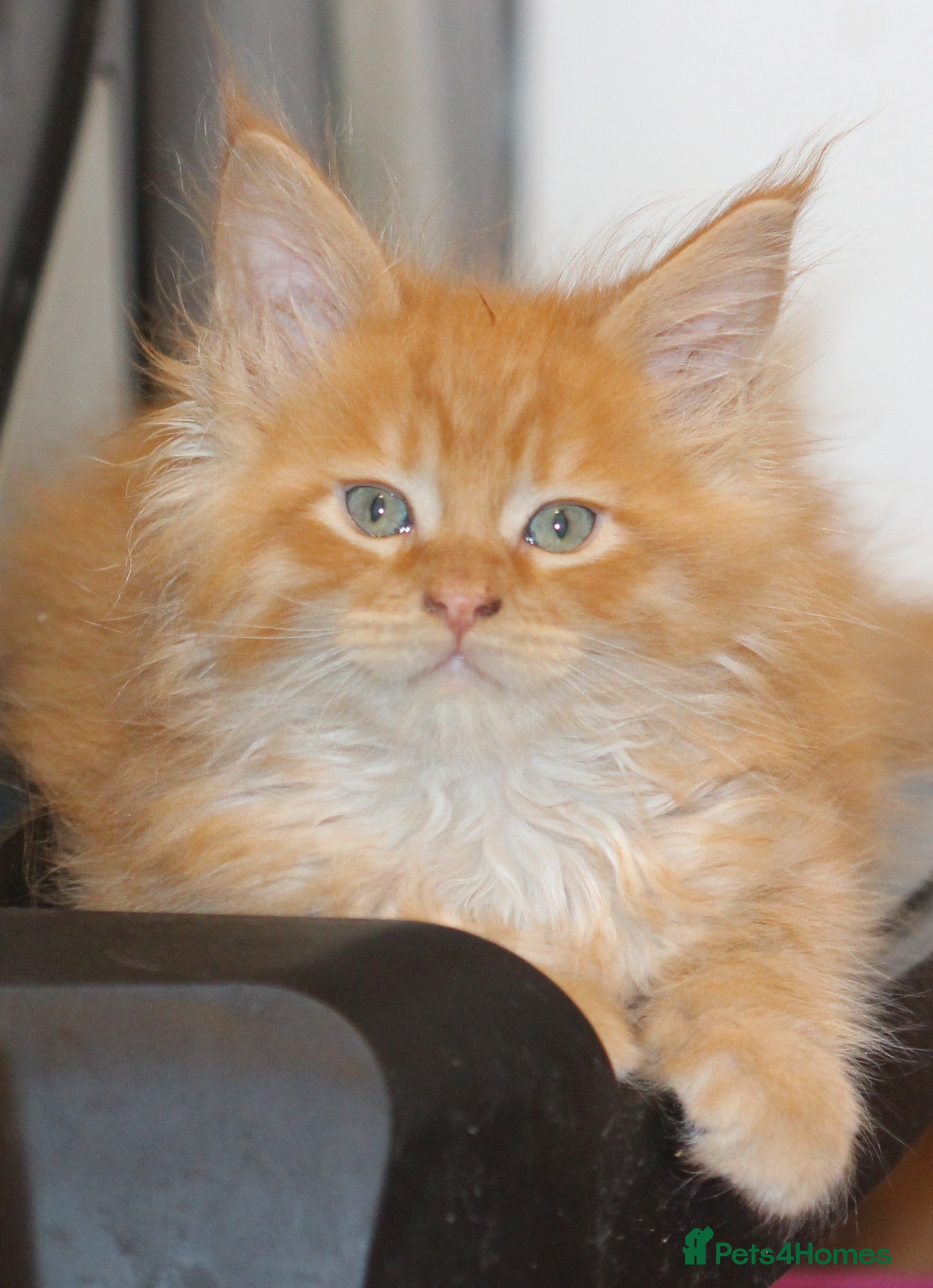 Maine Coon cats Handsome Maine Coon boys GCCF - Advert 7