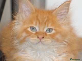 Maine Coon cats Handsome Maine Coon boys GCCF - Advert 2