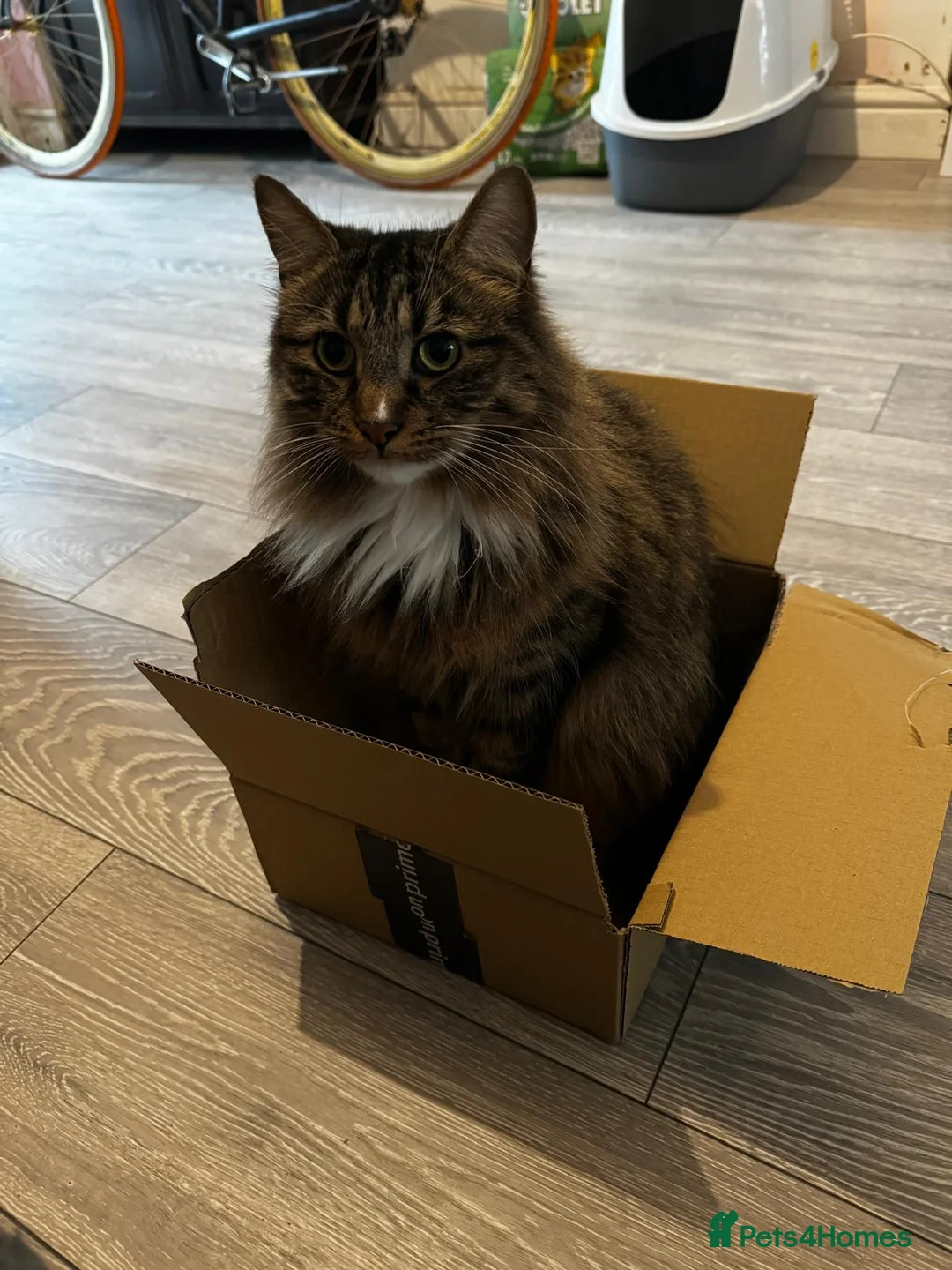 British Longhair cats for sale: Loving 6 year old male cat - Advert 2