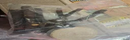 Budgerigars birds for sale: 2x  baby semi tame budgies and accessories  - Advert 5