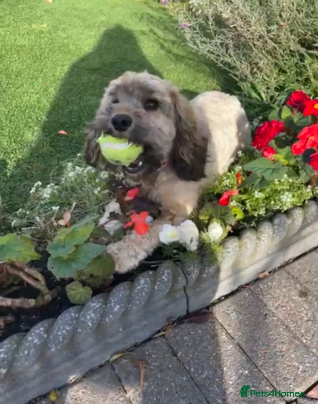 Cockapoo dogs Cockapoo - Advert 1