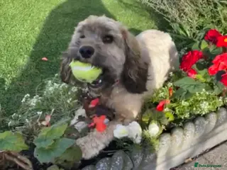 Cockapoo dogs Cockapoo - Advert 12