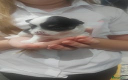 Chihuahua dogs for sale: Chihuahua  - Image 2