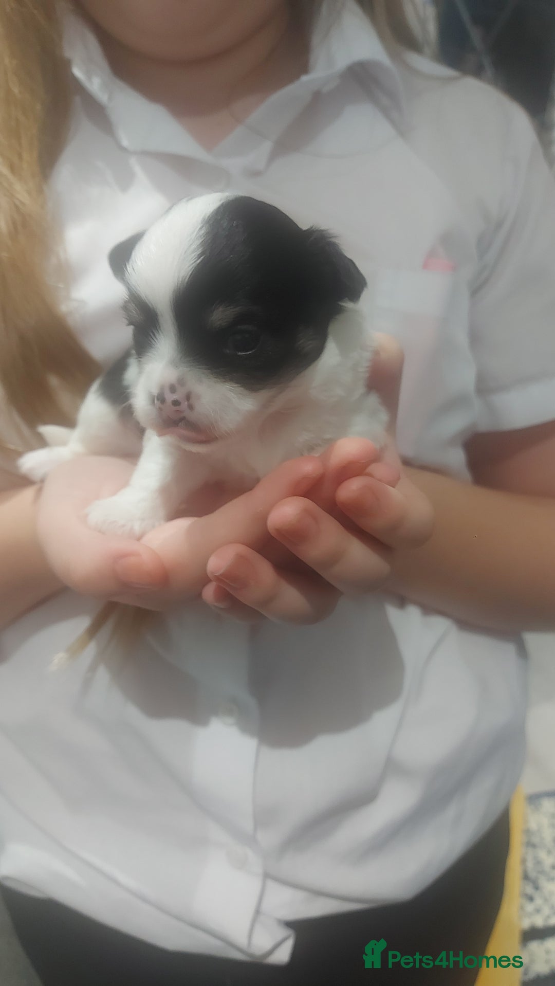 Chihuahua dogs for sale: Chihuahua  - Image 2