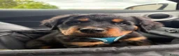 Rottweiler dogs for sale: Fluffy Rottweiler  - Advert 7