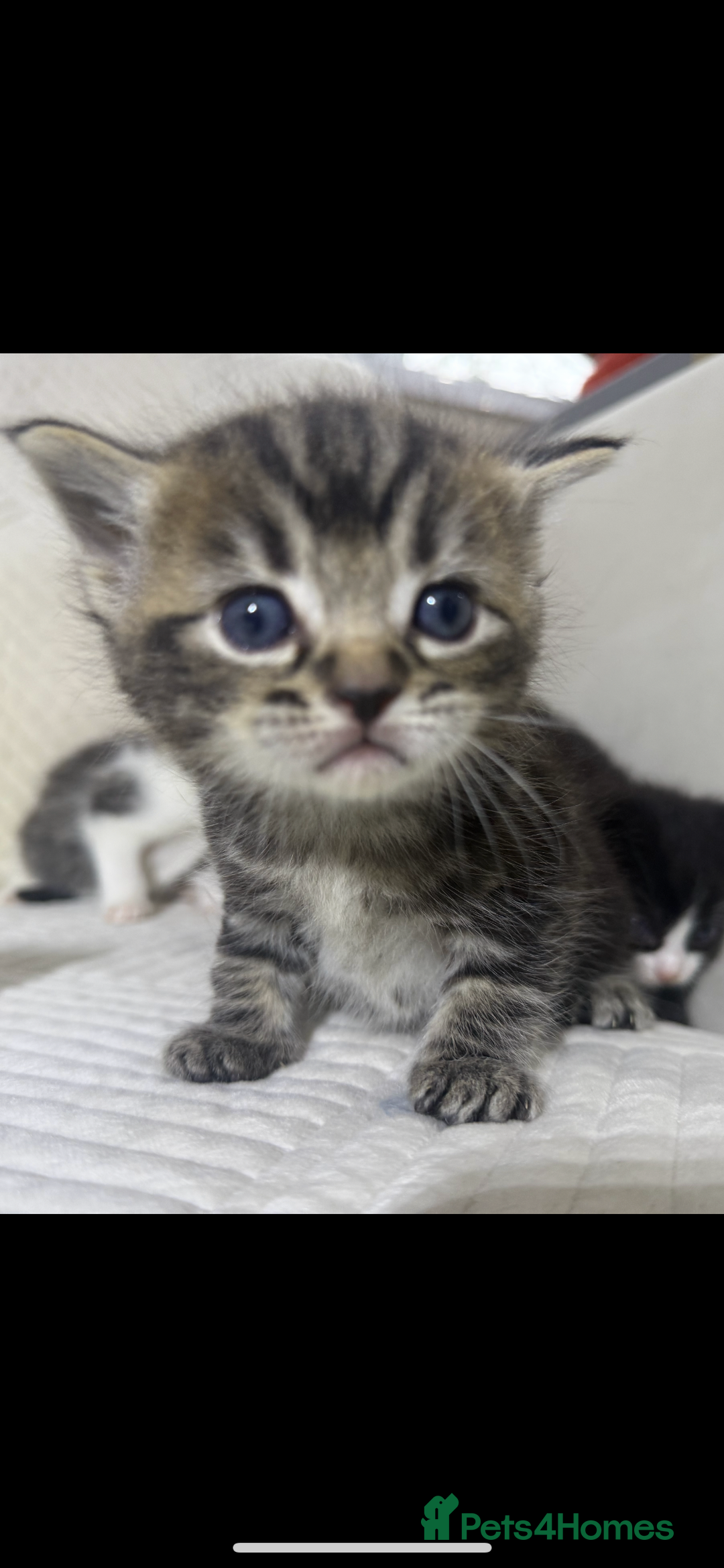 Mixed Breed cats for sale: Beautiful Ragdoll mixed kittens for Sale  - Advert 4