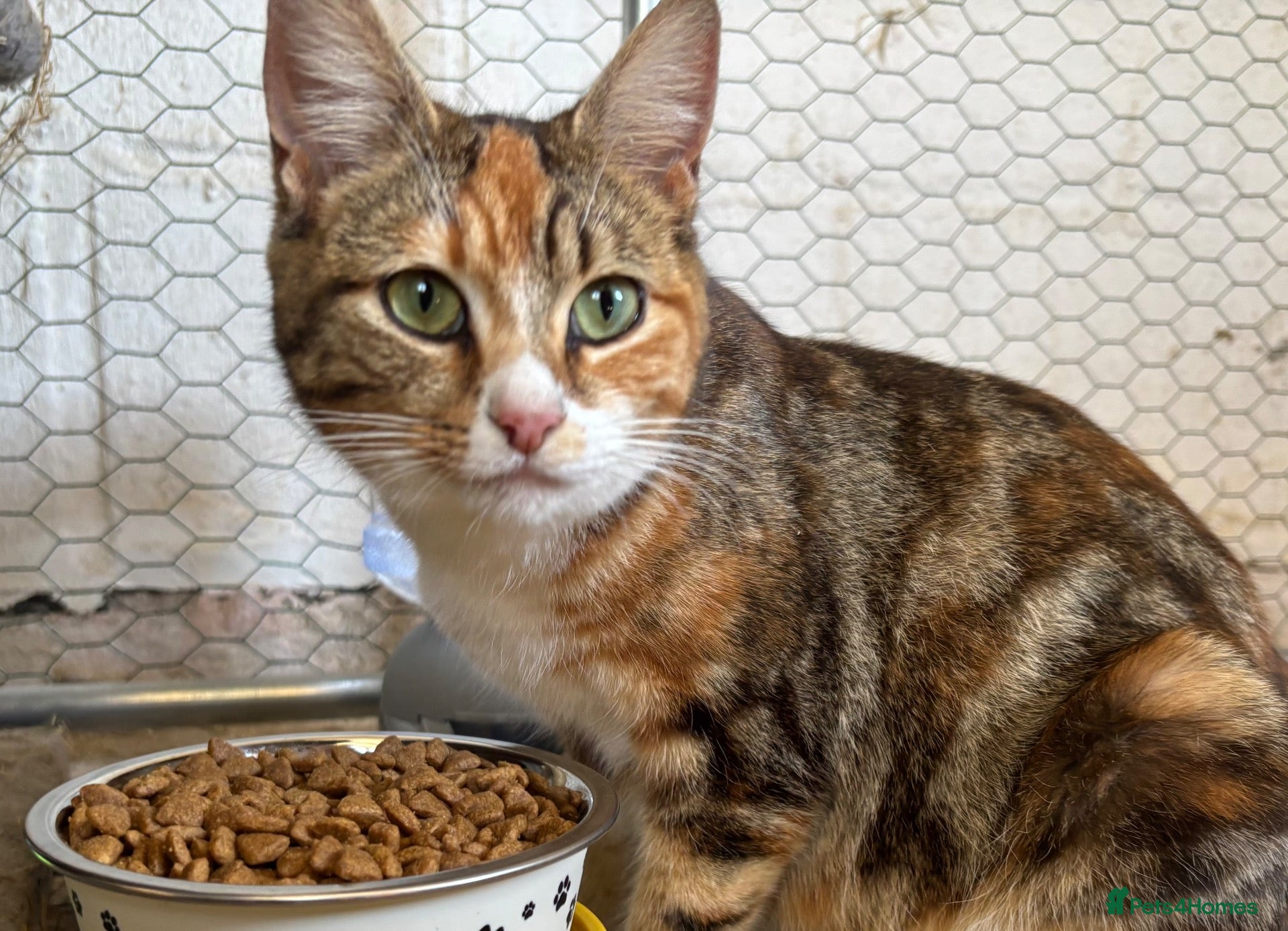 Mixed Breed cats Beautiful well handled kittens  - Advert 1