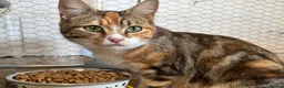 Mixed Breed cats for sale: Beautiful well handled kittens  - Advert 1