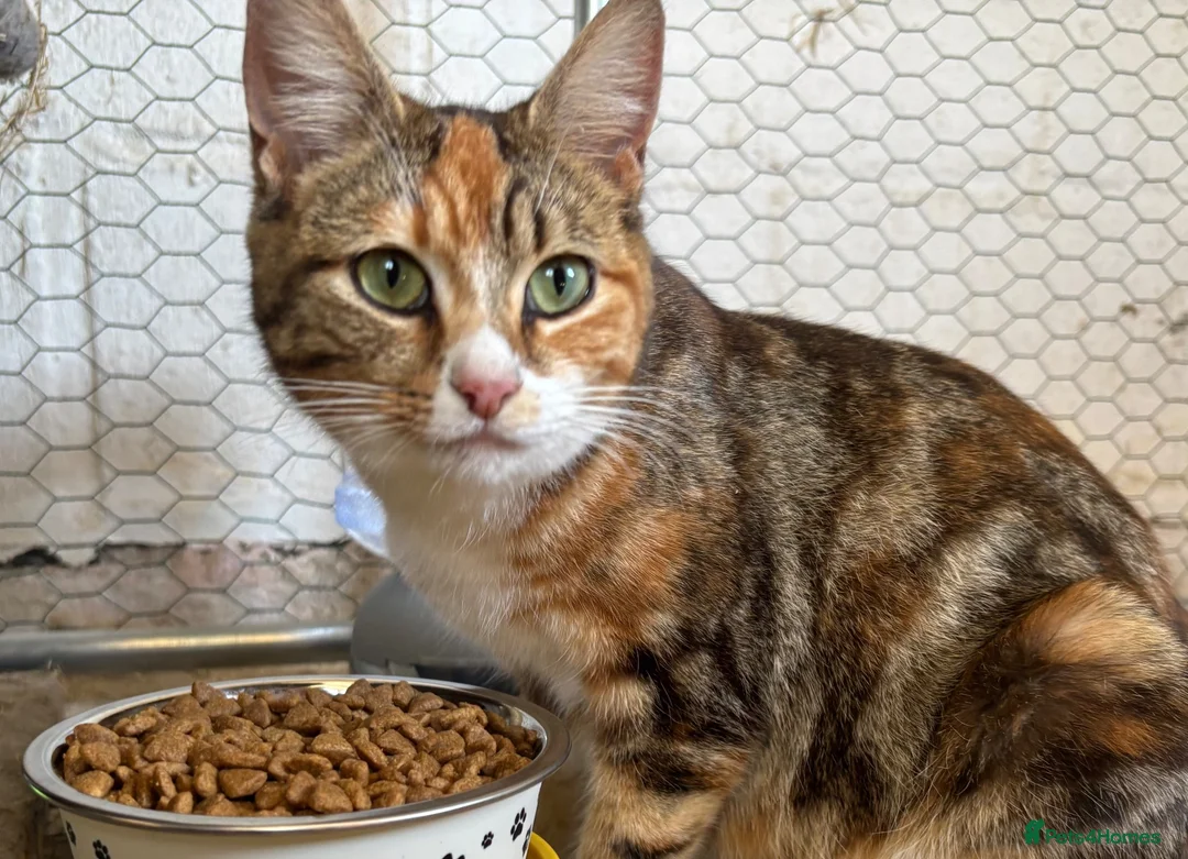 Mixed Breed cats for sale: Beautiful well handled kittens  - Advert 1