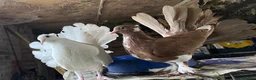 Doves birds for sale: Beautiful Flock 50–60 Fantails, Doves&Pigeons–Free - Advert 3