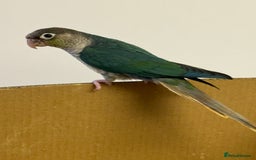 Lorikeets birds for sale: Hand fed baby conures for sale rare breed - Image 5