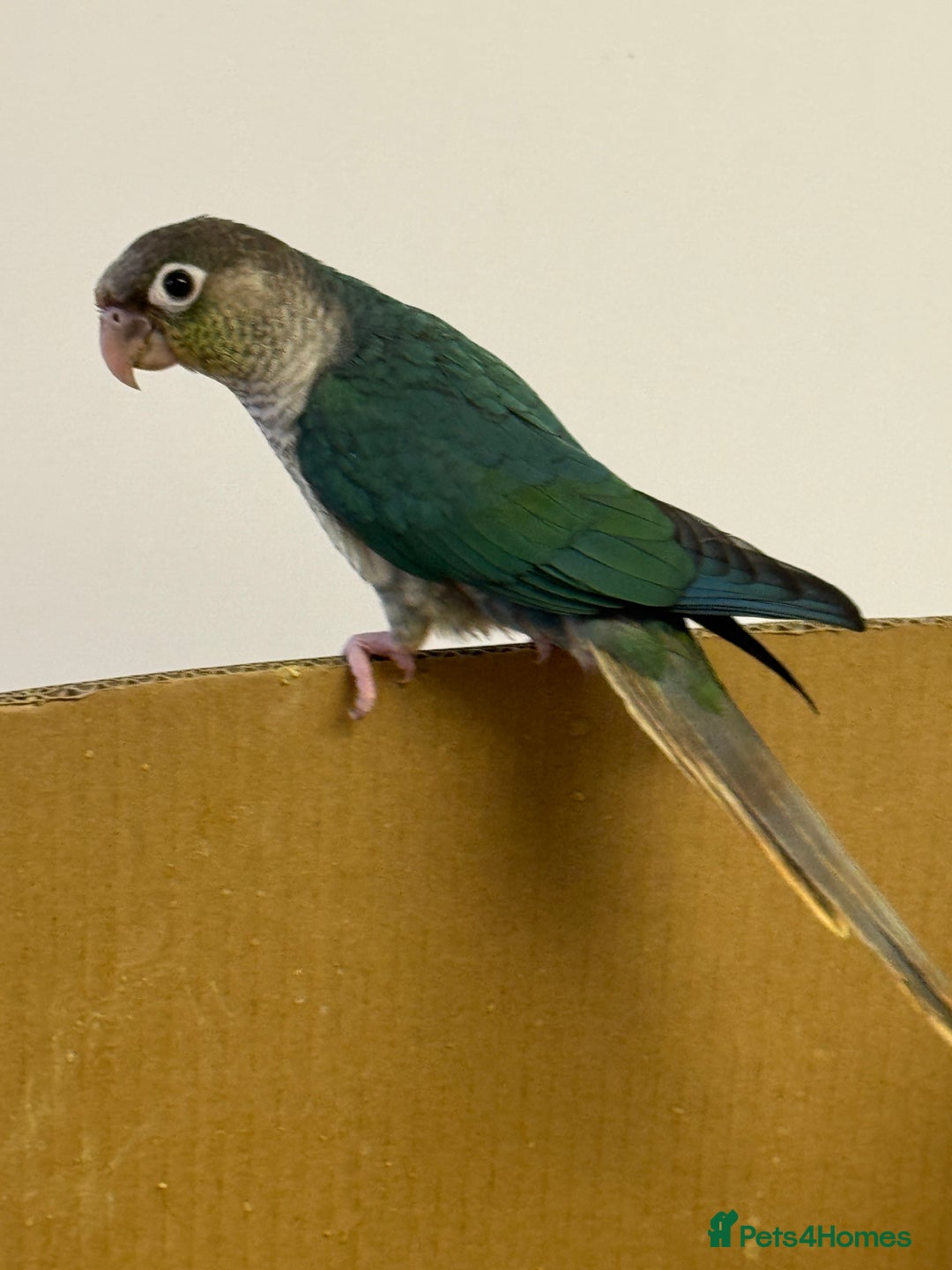 Lorikeets birds for sale: Hand fed baby conures for sale rare breed - Image 5