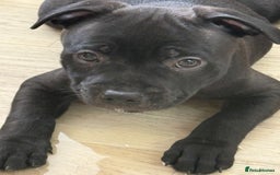 Staffordshire Bull Terrier dogs for sale: Stunning Staffordshire Bull Terrier pups   in Farnborough - Image 3