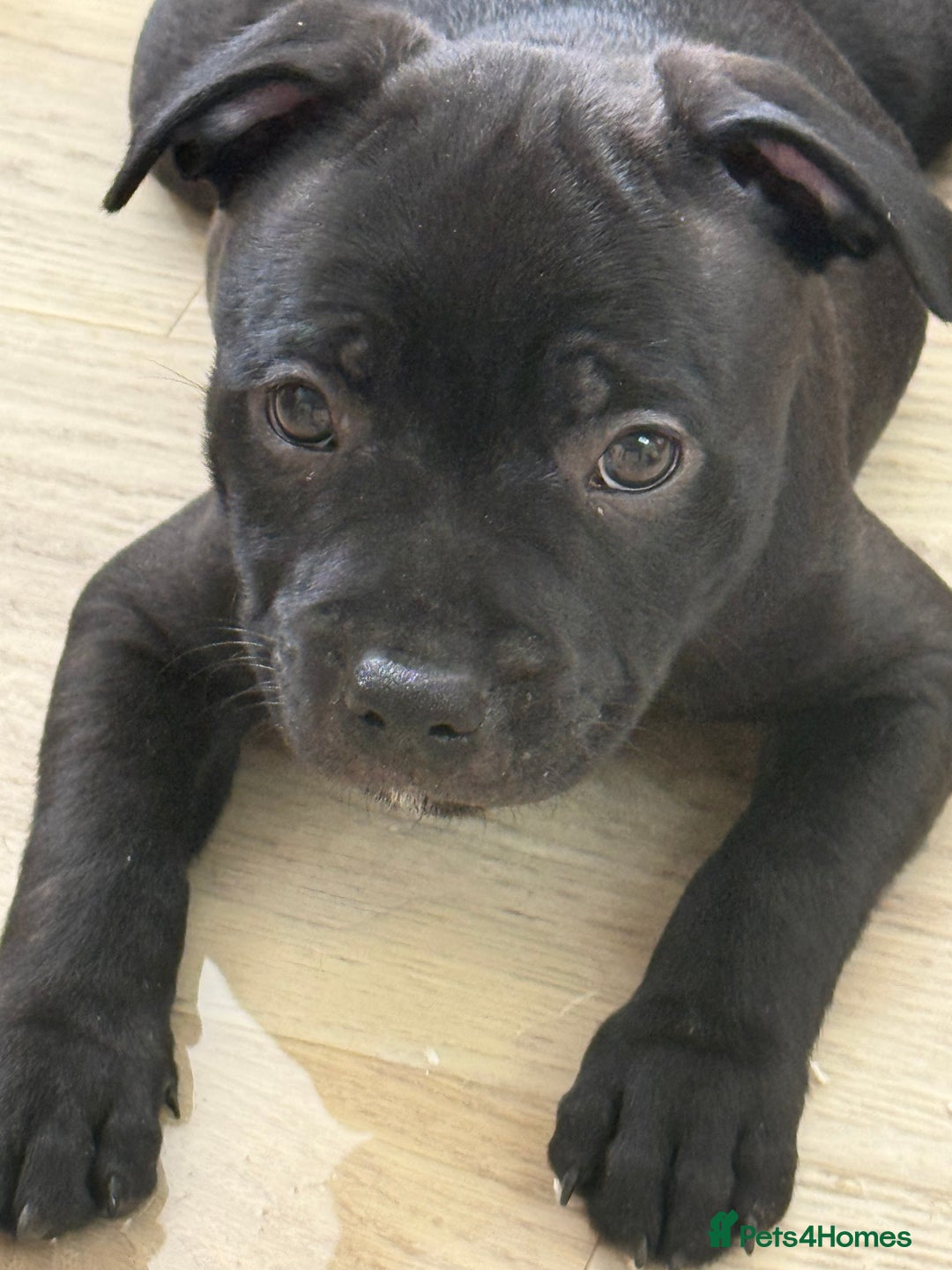 Staffordshire Bull Terrier dogs for sale: Stunning Staffordshire Bull Terrier pups   in Farnborough - Image 3