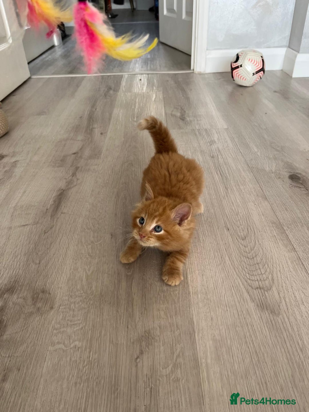 Mixed Breed cats for sale: Mix persian kittens - Image 18
