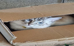 Ragdoll cats for sale: Lilo & Stitch - Rehoming Our Beloved Ragdoll Pair - Image 8