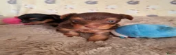 Yorkshire Terrier dogs for sale: Charming Yorkshire Terrier Puppies - Advert 26