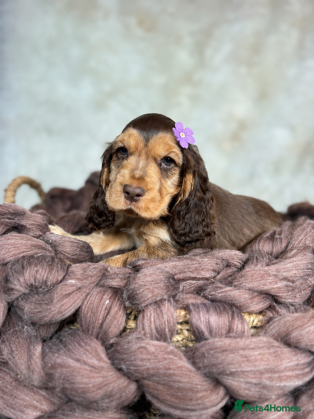 Cocker Spaniel dogs DNA tested clear Show type Cocker Spaniels - Advert 2