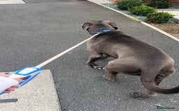 Cane Corso dogs for sale: Male cane corso  - Image 2