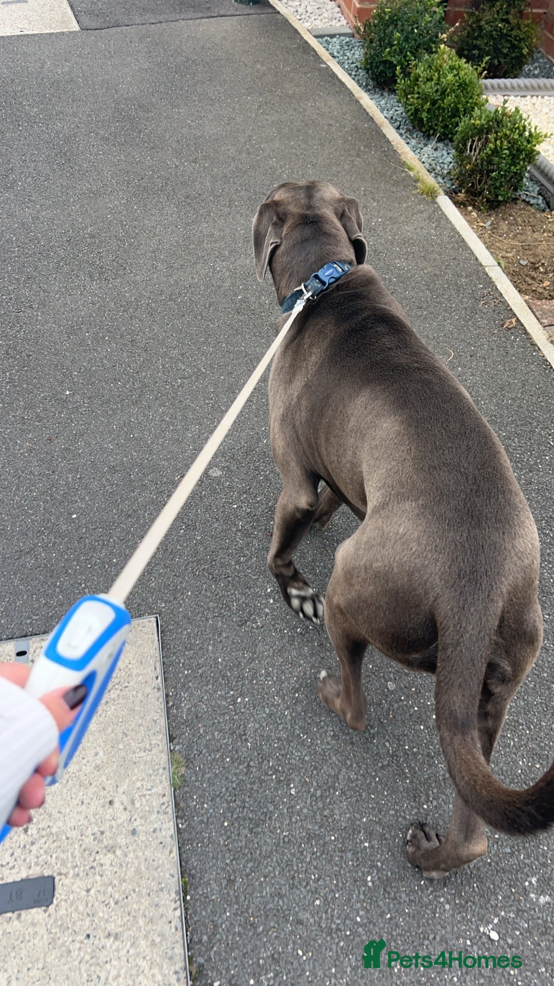 Cane Corso dogs for sale: Male cane corso  - Image 2