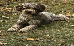 Miniature Poodle dogs for stud: Chocolate Merle Miniature Poodle Fully DNA Tested in Radstock - Image 27