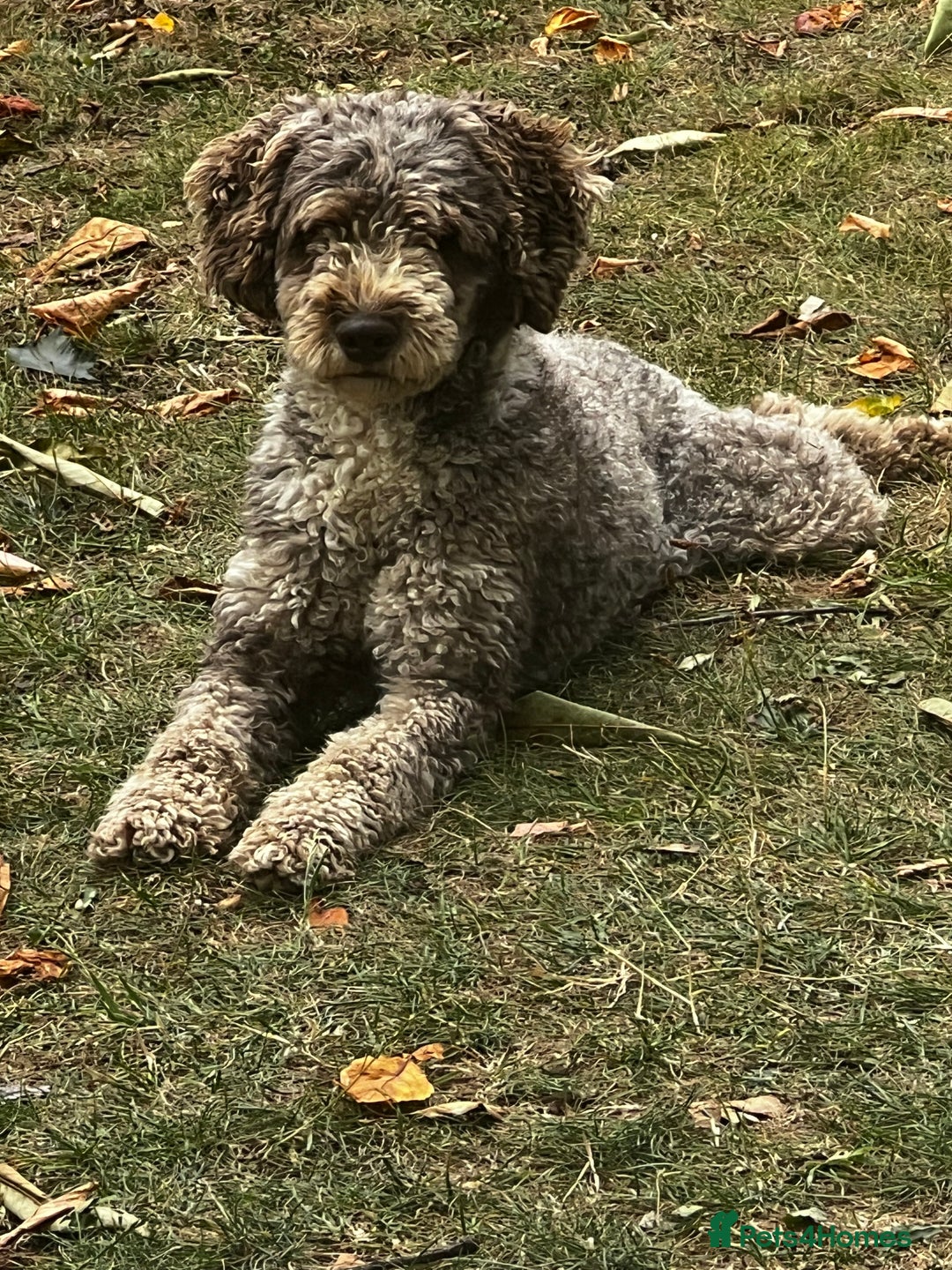 Miniature Poodle dogs for stud: Chocolate Merle Miniature Poodle Fully DNA Tested in Radstock - Image 27