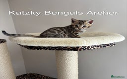 Bengal cats for sale: 😻Tica Best Bengal UK sired Kittens 🏆 🐾 🐱  - Image 9