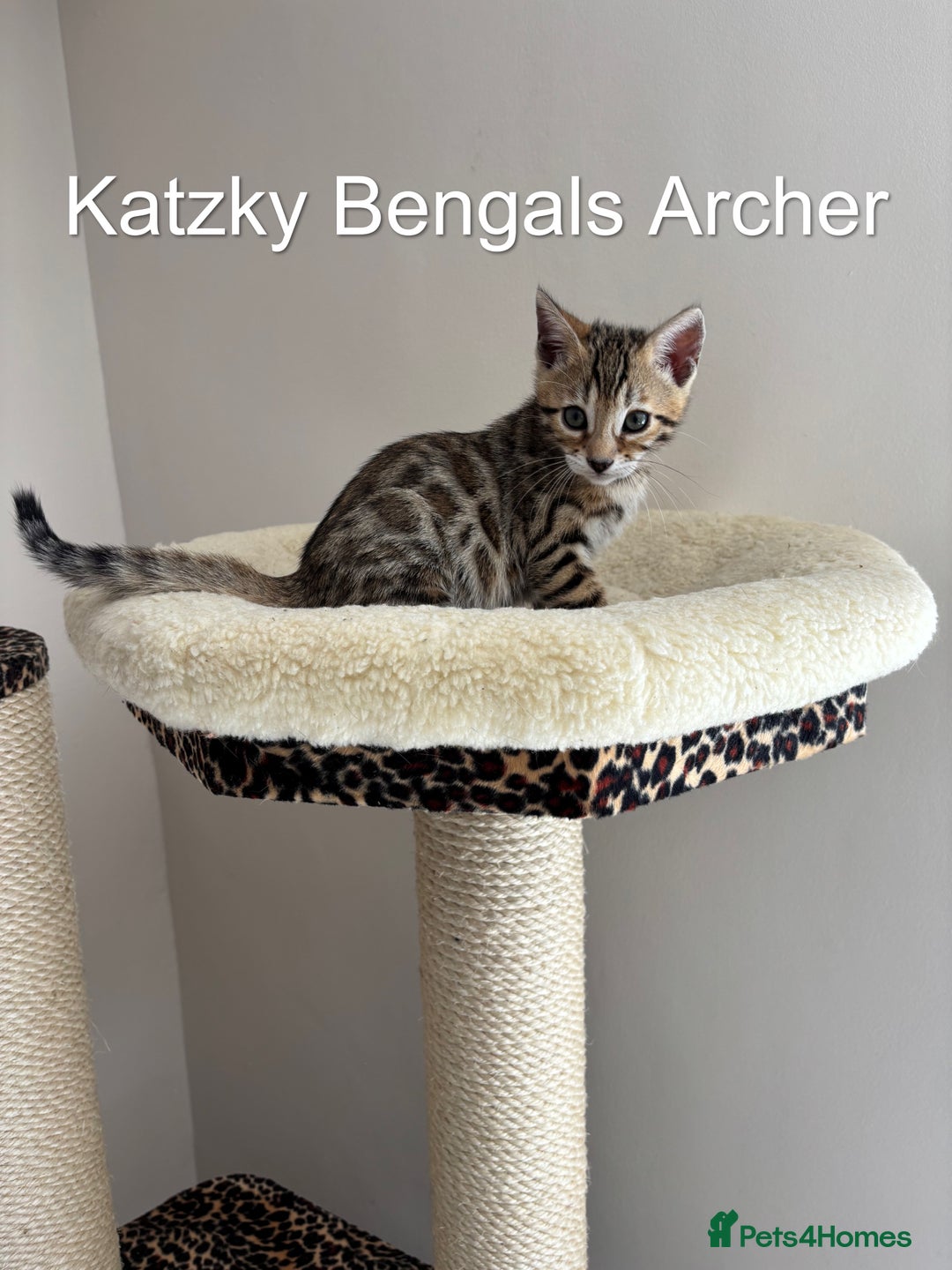 Bengal cats for sale: 😻Tica Best Bengal UK sired Kittens 🏆 🐾 🐱  - Image 9