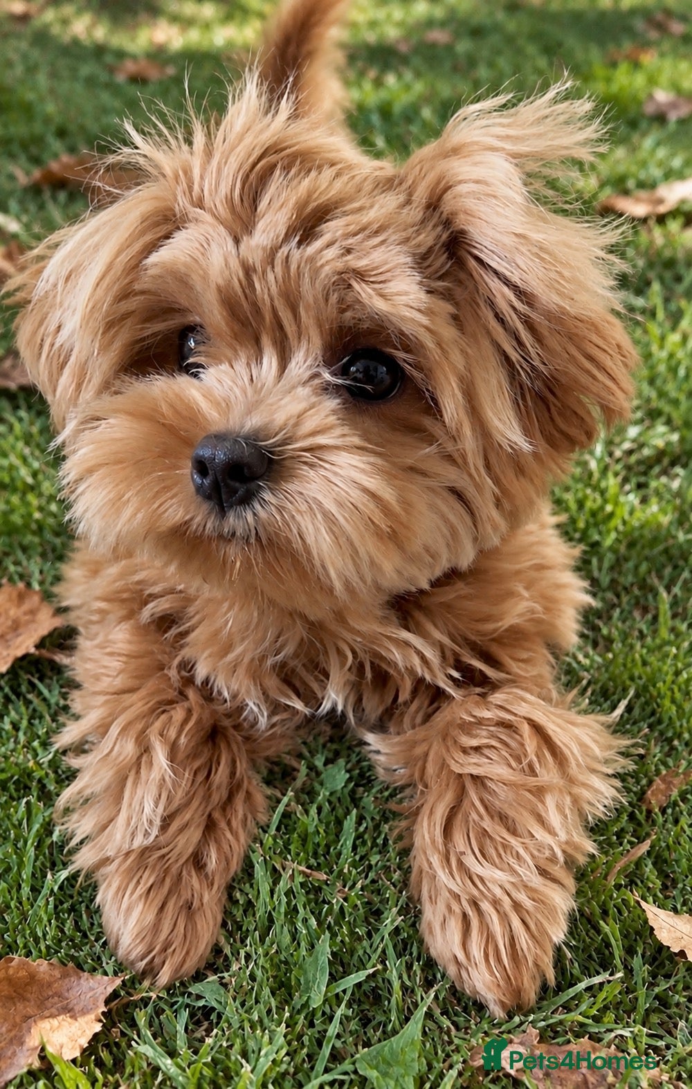 Maltipoo dogs Asian/Korean Maltipoo. DNA tested parents. - Advert 2