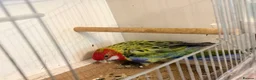Parakeets birds for sale: Eastern Rosella in Wigan - Advert 12