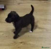 Jackapoo dogs - Advert 11