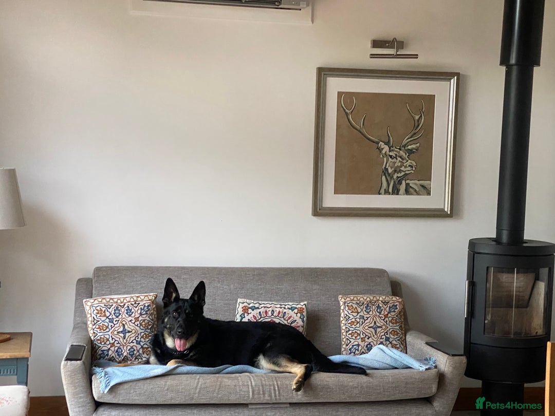 German Shepherd dogs for sale: FIVE EXCLUSIVE GSD PUPS, HOME RARED AND BRED. - Advert 3