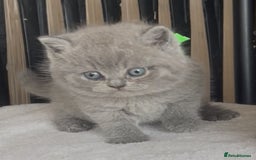 British Shorthair cats for sale: Absolutely beautiful BSH kittens  - Image 36