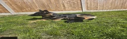 German Shepherd dogs for sale: German Shepherd Pups in Newcastle - Advert 13